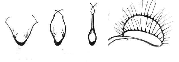 Fangmechanismus